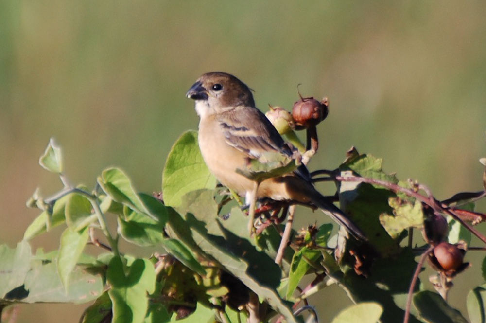 Brasile - uccello nel Pantanal: Beccasemi dal collare ruggine (Sporophila collaris)